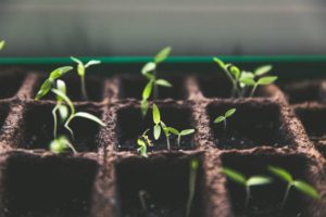 Wellbeing and growth
